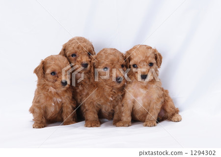 友好的玩具貴賓犬小狗 友好的玩具貴賓犬小狗 1294302