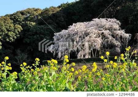 Dead brown cherry tree 1294486