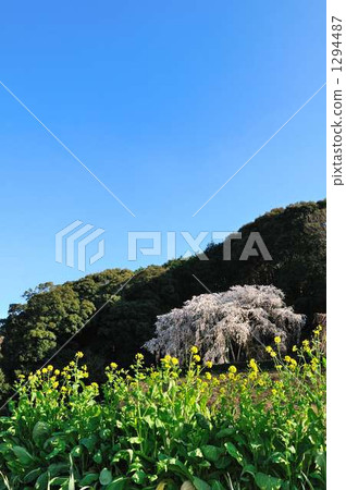 Dead brown cherry tree 1294487