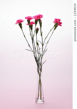 Carnation  1294634