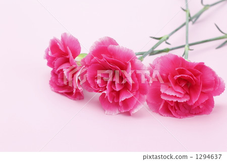 Carnation  1294637
