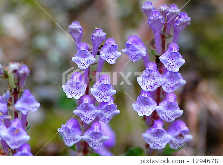 春天的仙女 春天的仙女 1294678