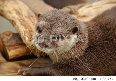 Kotsumekawauso 1294739