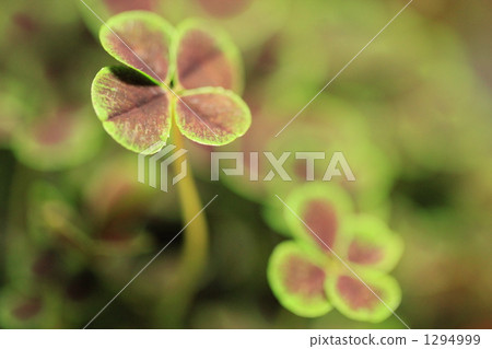 Four leaf clover double Four leaf clover double 1294999