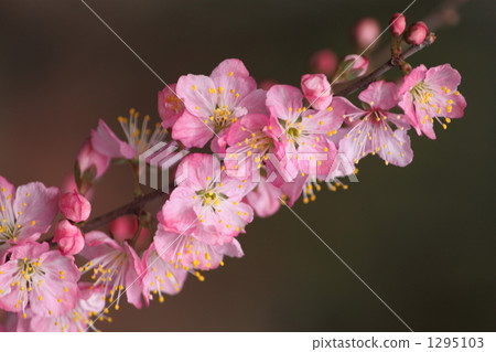 庭院李子花 庭院李子花 1295103