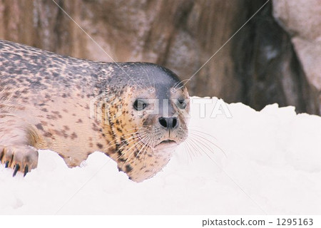 密封 旭山動物園 動物園 1295163
