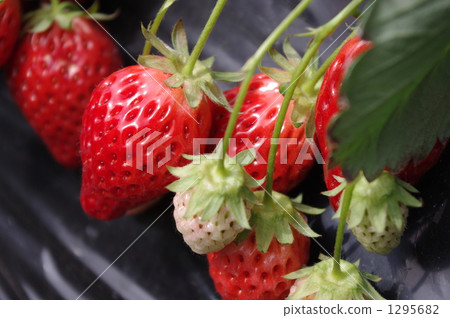 Strawberries Strawberries 1295682