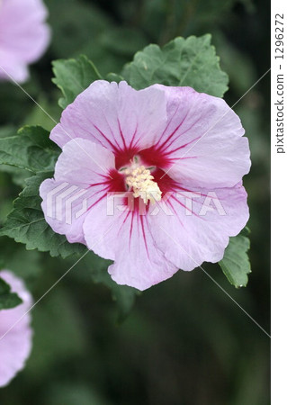 shaggy hair, malvaceae, confederate rose 1296272