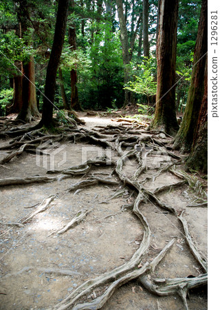 Kurama山山道路 1296281