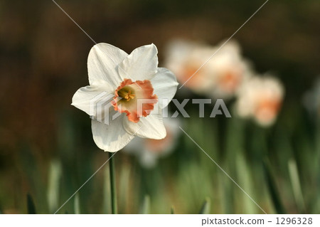 daffodil, narcissus, daffodils 1296328
