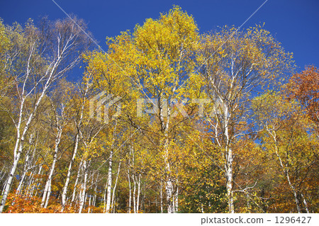 Shirakaba秋葉 1296427