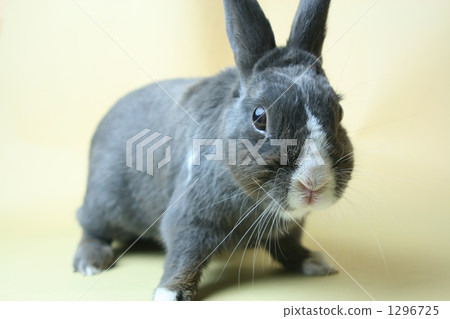 pet rabbit 1296725