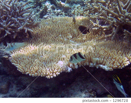 coral, tropical fish, kagami butterflyfish 1296728