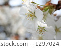 cherry blossom, cherry tree, lifting 1297024