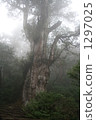 jomon sugi, yakushima cedar, large tree 1297025