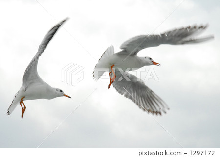seagull 1297172