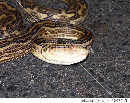 Hon Hub Face 1297345