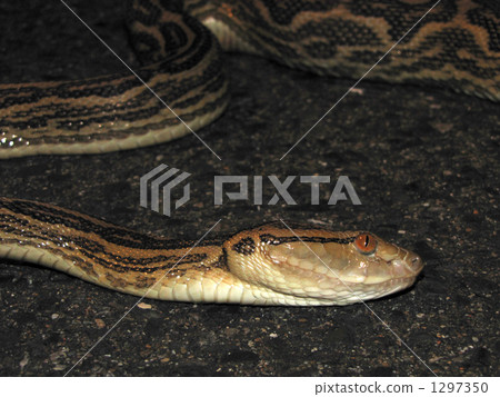 Hon Hub Face 1297350