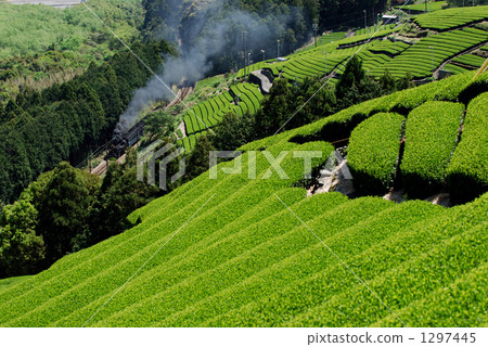 Tea plantations and SL Tea plantations and SL 1297445