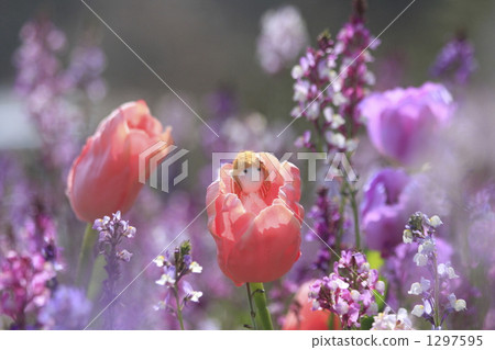 princess snapdragon, doll, tulipa 1297595