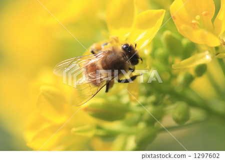 金魚公主 蜜蜂 正在吃飯 1297602