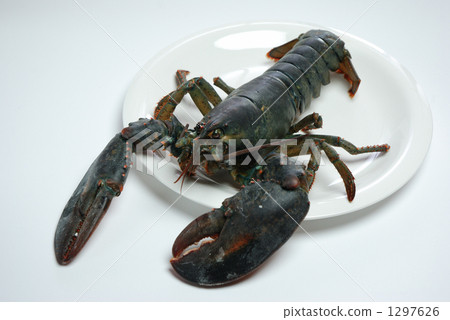 omar, lobster, crayfish 1297626