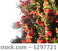 山茶花 日本山茶 深紅色 1297721