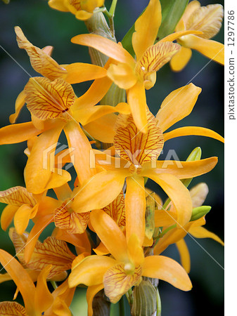 Dendrobium hybrid 1297786
