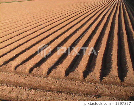 田間種植得很乾淨 田間種植得很乾淨 1297827