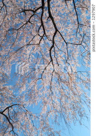 盾Rezakura 10 盾Rezakura 10 1297907