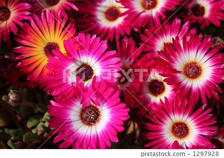 Livingston Daisy 1297928