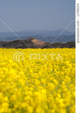 Rape blossoms and Kii mountains Rape blossoms and Kii mountains 1298024