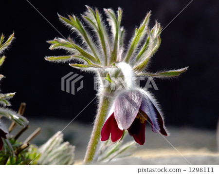 Okinagusa Okinagusa 1298111