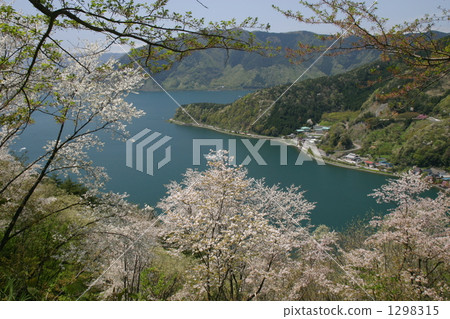 琵琶湖 吉野櫻 湖北 1298315