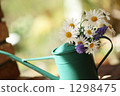 Spring Margaret 1298475
