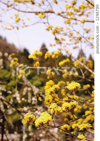 Spring Golden Flower 1298780