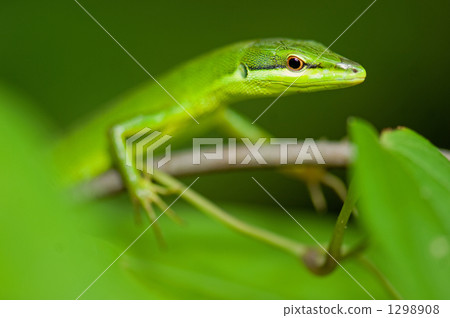 Saxis Canaveral Saxis Canaveral 1298908