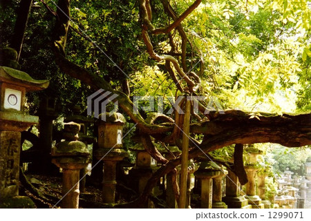 春日大社的初夏 1299071