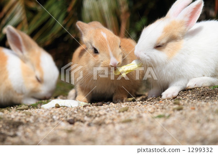 Little sister Little sister 1299332