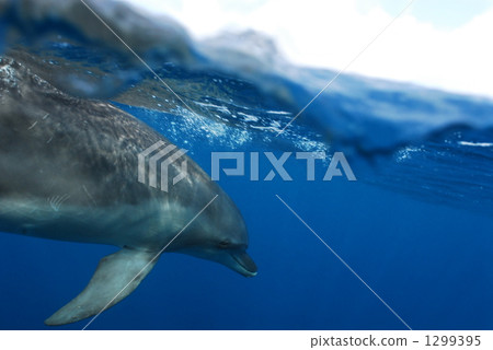 dolphin, dolphins, blue ocean 1299395
