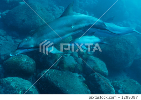 indo-pacific bottlenose dolphin, dolphin, dolphins 1299397