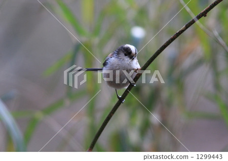 long-tailed tit, avian, wild bird 1299443