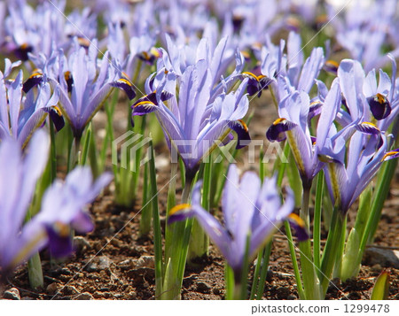 Mar. Iris reticulatus, Iridaceae 01 Mar. Iris reticulatus, Iridaceae 01 1299478