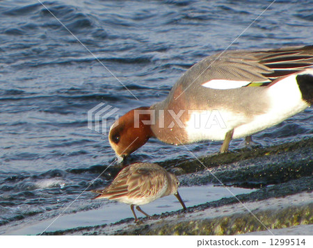 Hidorigamo和Miyubishigi以Kemigawa河沿岸的朋友為食 1299514