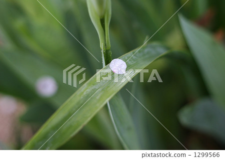 櫻花花瓣 1299566
