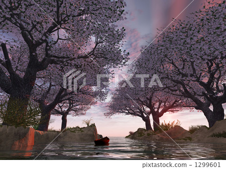 Cherry blossoms in full bloom in the morning sun Cherry blossoms in full bloom in the morning sun 1299601