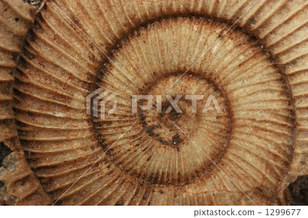 ammonite, ammonites, ammonoid 1299677