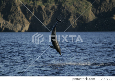 飛旋海豚 海豚 小笠原諸島 1299779