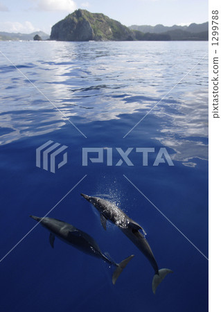 飛旋海豚 海豚 小笠原諸島 1299788