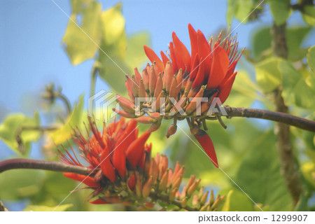 戴戈 刺桐 花朵 1299907